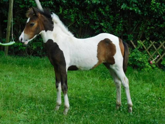 Poney pouliche welsh b 