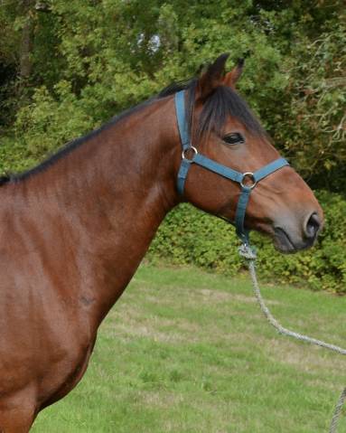Poney plein papier 11 ans 150cm