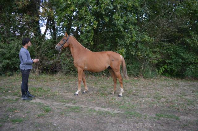 Hongre • 6 ans • 1,60 m pour loisir / club