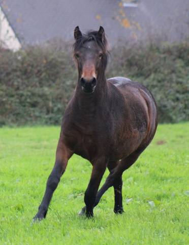 Pouliche connemara 18 mois