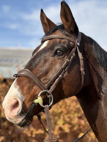 Cheval à vendre