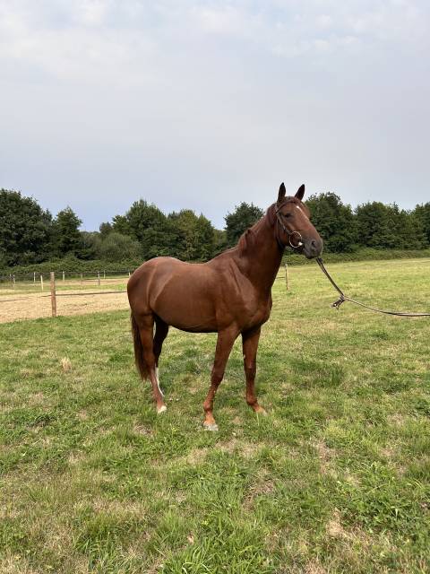 Cheval sport de 3ans 