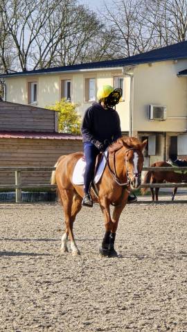 Poney c, pony games.