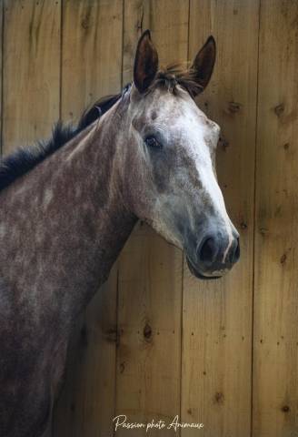 Hongre de 3 ans par helios d'helby gros potentiel