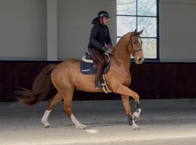 Hongre de 5 ans cso