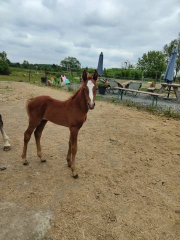 Pouliche oc connemara part bred