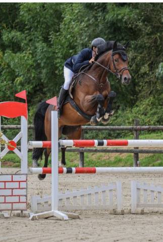 Cheval de compétition 8 ans - pro 2, amateur élite