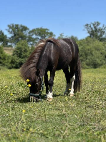 Mini shetland pp