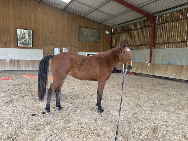 Nok - jument trotteuse 2023