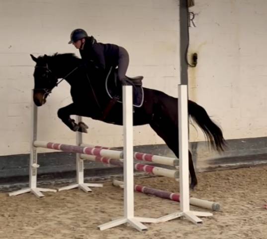 Jolie jument de 5 ans +- 1m60