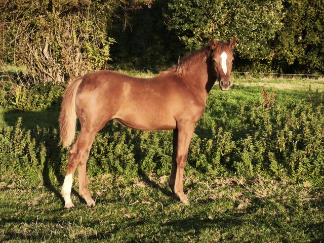 Ponette au sevrage