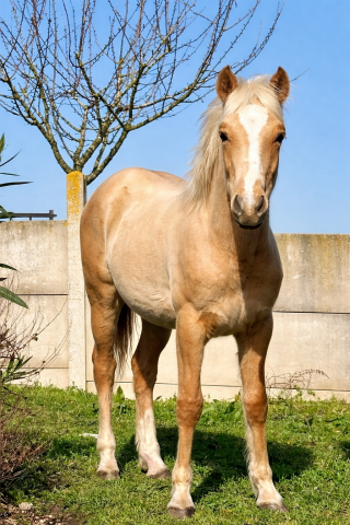 Poney palomino,issus d'une lignée prestigieuse