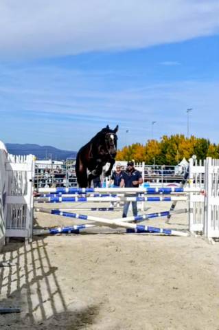 Jument de sport selle français 3 ans