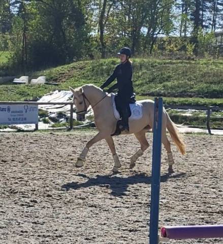 Rare:jument 5ans palomino top origines dressage/jumping