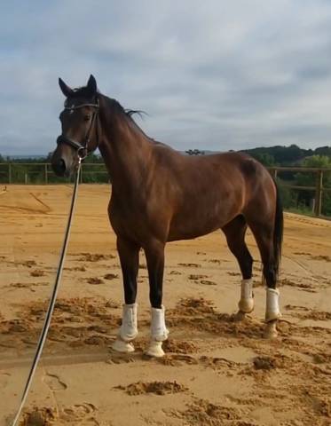 Super jument dressage par glamourdale gros potentiel