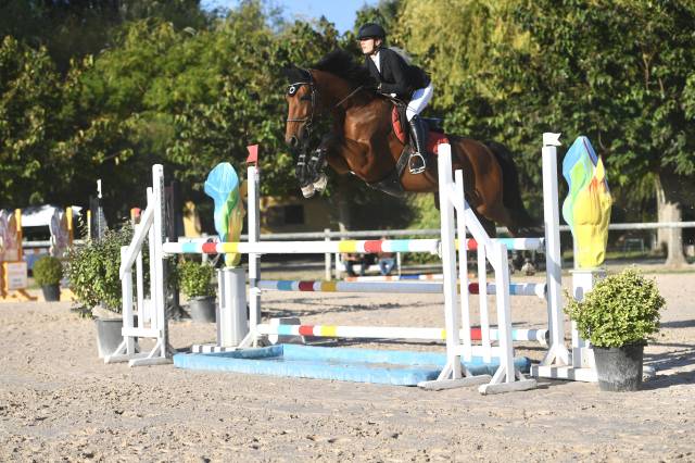 Magnifique hongre sf