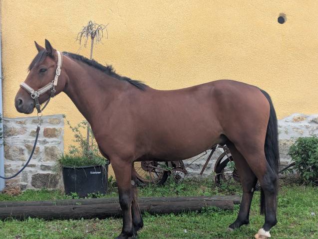 Hongre connemara 5ans