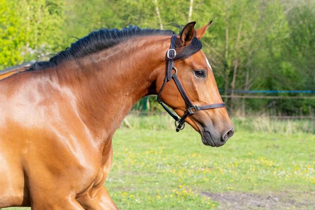 Jument dressage pre pp 7 ans