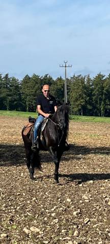 Magnifique hongre 7ans pure race espagnole