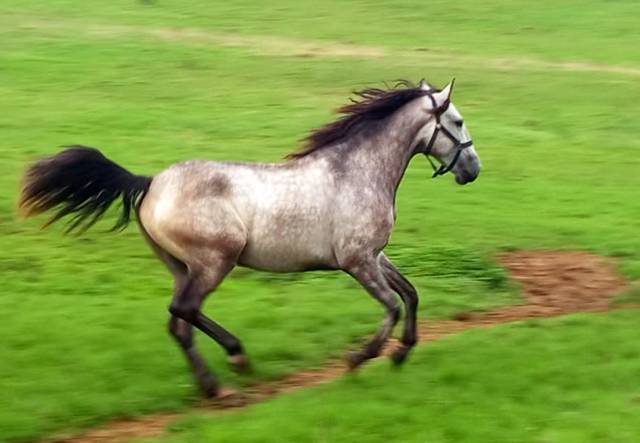 Très beau et gentil lusitanien pp hongre 3ans 1/2