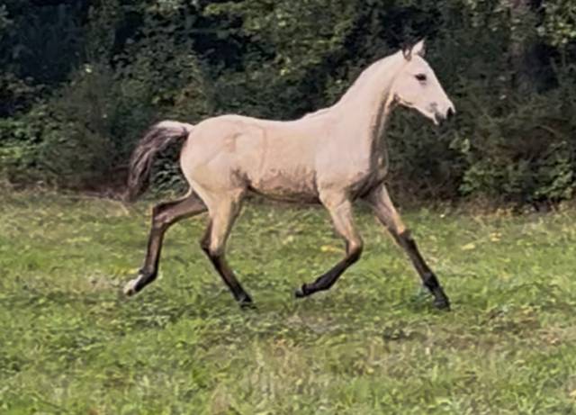 Magnifique pouliche isabelle