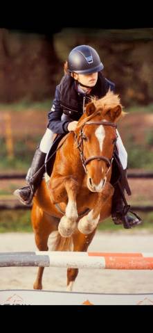 Poney champion à vendre !