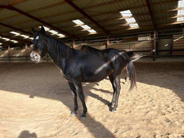 Louna de louans,  jument oc de 4ans