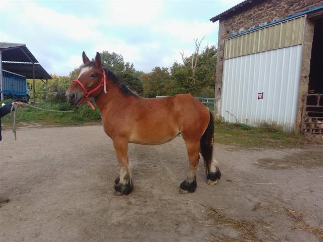 pouliche ardennaise 2 ans