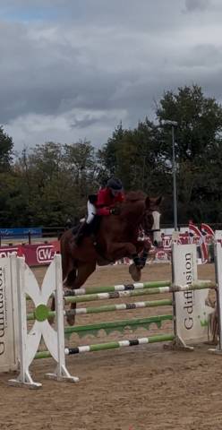 Top hongre de sport