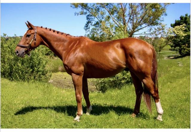 à vendre : cheval de polyvalent de 12ans