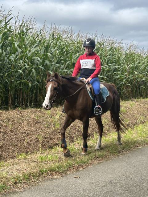 Jument pur sang arabe