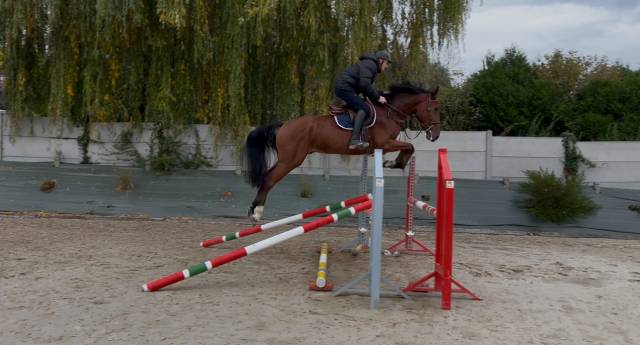 Hongre 4 ans top qualité et gros moyens 