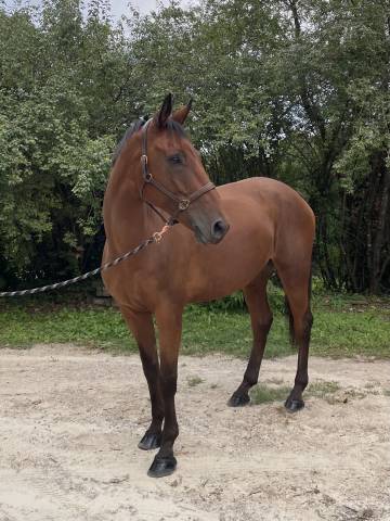 Cheval selle français 