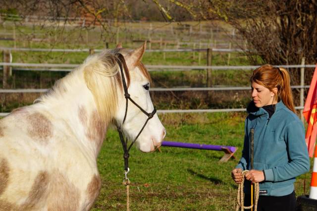 éducation, débourrage et travail des chevaux 