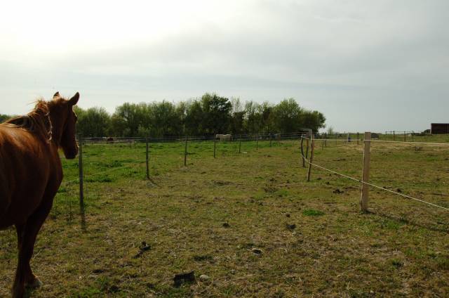 ? pension chevaux – bien-être et nature