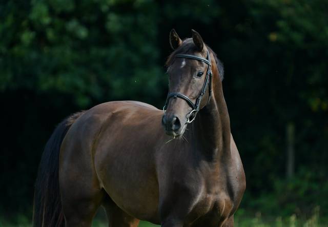 Pouliche sf 3 ans conthargos*kannan