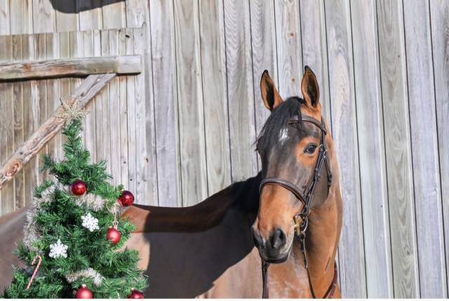 A vendre jolie jument