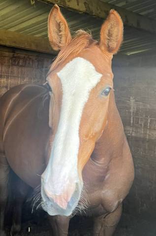 Jument sf 9 ans