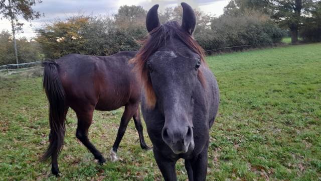 élevage ds arabians