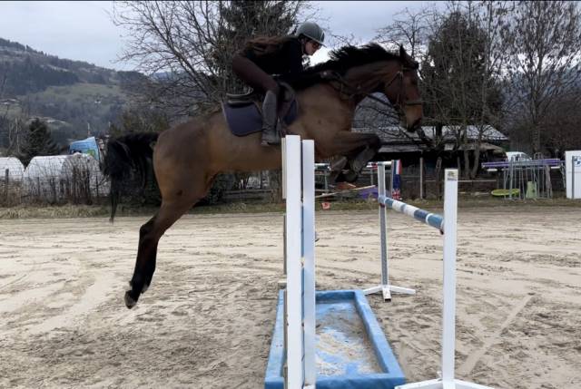 à vendre : hongre oc 8ans