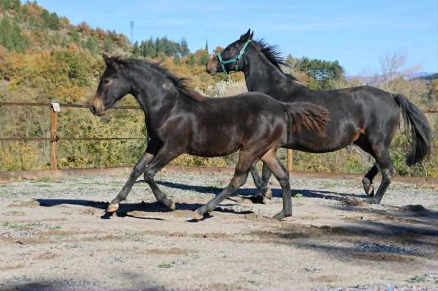 Pouliche selle français - avenir pour le dressage