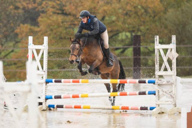 L'ancelot du ménage : saillie étalon new forest isabelle l'ancelot du ménage