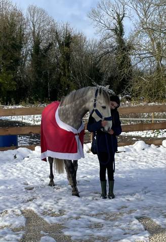 Petit cheval de sport 