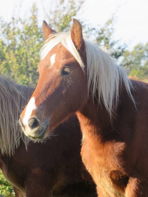 Demi trait pottok/comtois