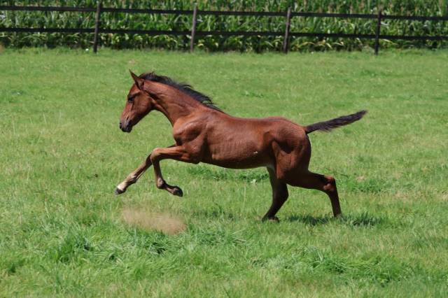 Poulcihe pfs - bai - par jasmin de la scye