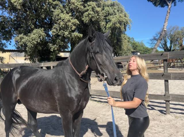 Magnifique entier de 4 ans par diarado