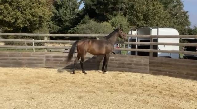  top jument idéale amateur (4 ans en 2026)