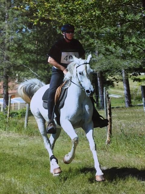 Belle jument pur sang arabe