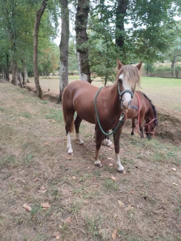 Pouliche welsh part bred