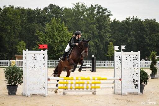 Jument selle français cso